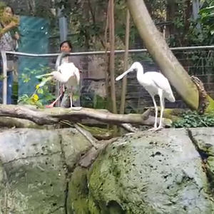 African Spoonbill falls in Scripps Aviary - 8/15/17