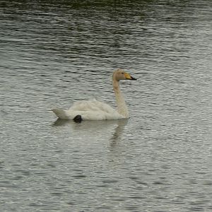 Whooper Swan - WWT Caerlaverock, 12 August 2017