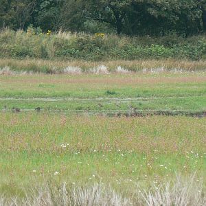 Black-tailed Godwits and Mallards - WWT Caerlaverock, 12 August 2017