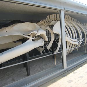 Nordsøen Oceanarium - Fin whale skeleton