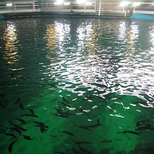 Nordsøen Oceanarium - "Ocean View"