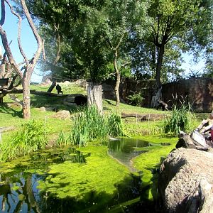 Gorilla outdoor enclosure - July/2017