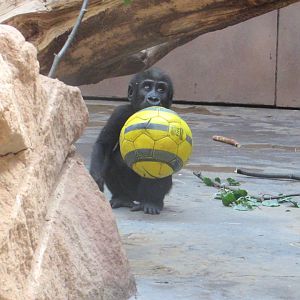 Young gorilla Ajabu. Messi successor - July/2017