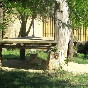 Asiatic Lion female - July/2017