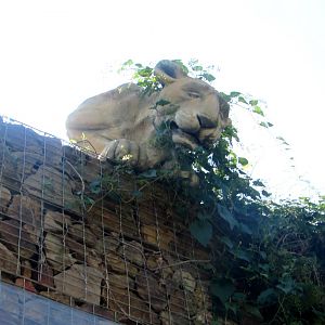 Lioness. Pavilion guardian - July/2017