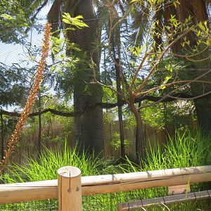 Elephants of Asia - Reeve's Muntjac Exhibit