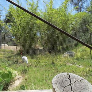 Elephants of Asia - Sarus Crane Exhibit