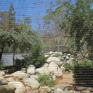 Snow Leopard Exhibit