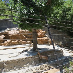 Tadjik Markhor Exhibit