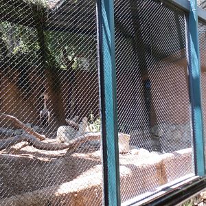 East African Crowned Crane Exhibit