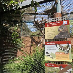 African Crowned Eagle Exhibit