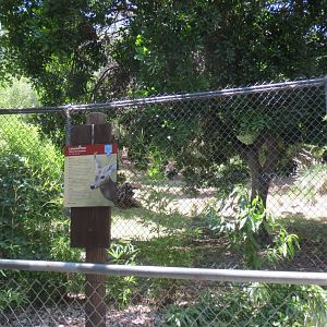 Calamian Deer Exhibit