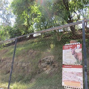 Chinese Goral Exhibit