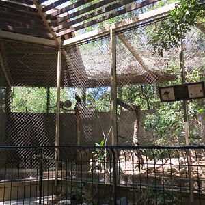 African Fish Eagle Exhibit