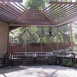 Golden Cheeked Gibbon Exhibit