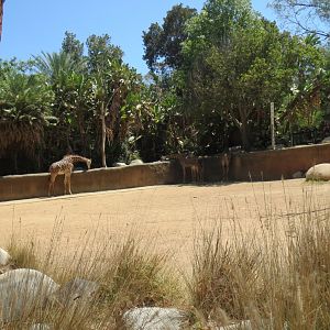 Masai Giraffe Exhibit