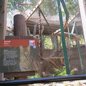 Serval Exhibit