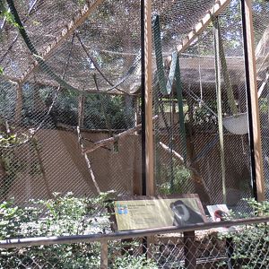 Kikuyu Colobus Exhibit