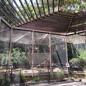 Coquerel's Sifaka Exhibit