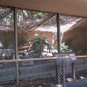 Serval Exhibit
