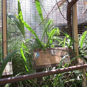 Madagascar Radiated Tortoise Exhibit