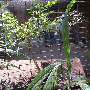 Madagascar Radiated Tortoise Exhibit