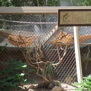Ring Tailed Lemur Exhibit