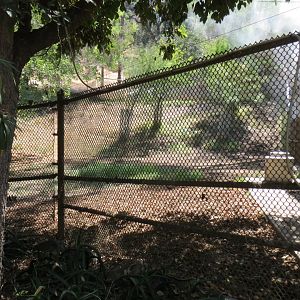 Okapi / Yellow Backed Duiker Exhibit