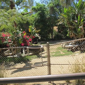 Lesser Kudu / Ostrich / Yellow Backed Duiker Exhibit