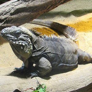 Cuban Rock Iguana - July/2017