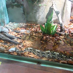 Western Gaboon Viper - July/2017