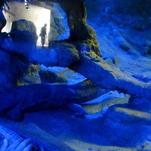 Chinese Giant Salamander - July/2017