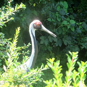 Red-crowned Crane portrait - July/2017