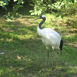 Red-crowned Crane - July/2017