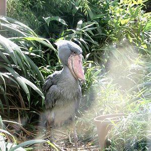 Shoebill - July/2017