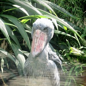 Shoebill. Face to face. - July/2017