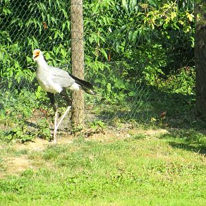 Secretary Bird - July/2017