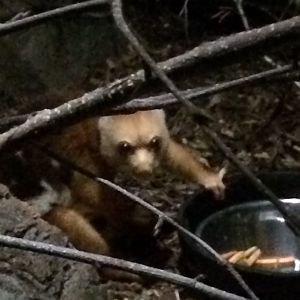 Short-tailed spotted cuscus