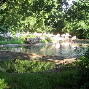 Flamingo Pond - July/2017