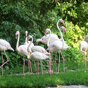 Flamingos - July/2017