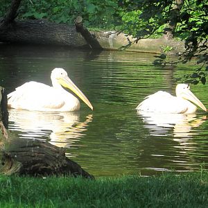 Dalmatian Pelicans - July/2017
