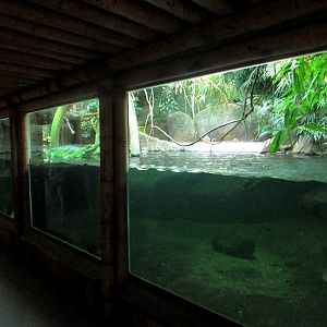 Observation window in the Gharial House - July/2017