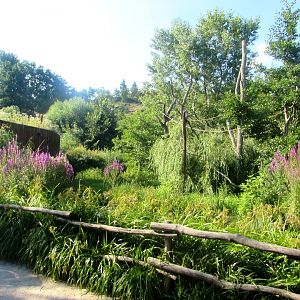 Silvery Gibbon island - July/2017