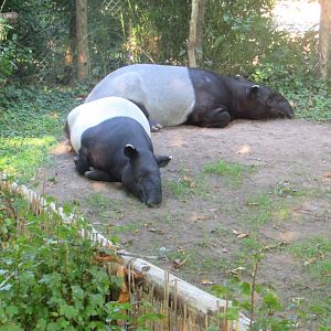 Malayan Tapirs - July/2017