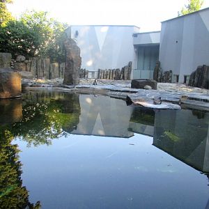 Humboldt Penguin pool - July/2017