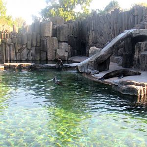 Cape Fur Seal pool - July/2017