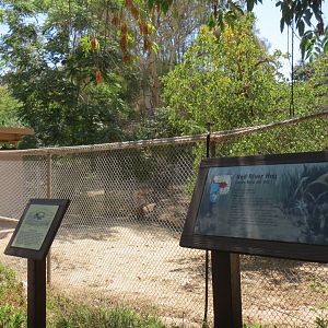 Red River Hog Exhibit