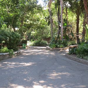 Rainforest like area with okapi exhibit in background