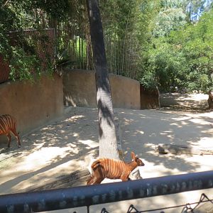 Bongo / Yellow Backed Duiker Exhibit