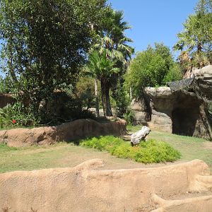 Western Lowland Gorilla Exhibit